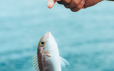 Mastering Techniques for Catching Different Fish Species